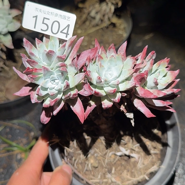 仙女杯多肉杂交福利