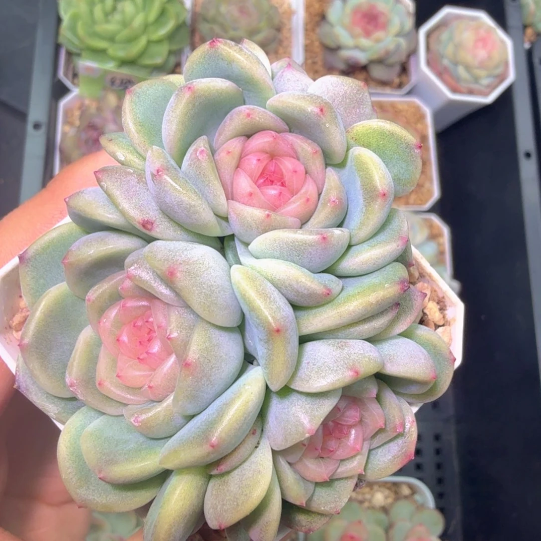 拍款红透甜心一物一拍