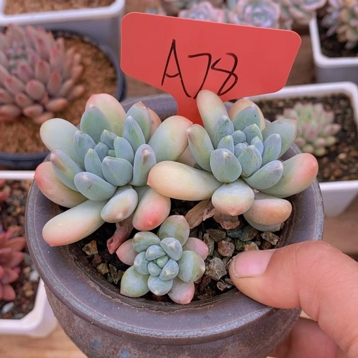 静**开这种现象很明显了呢