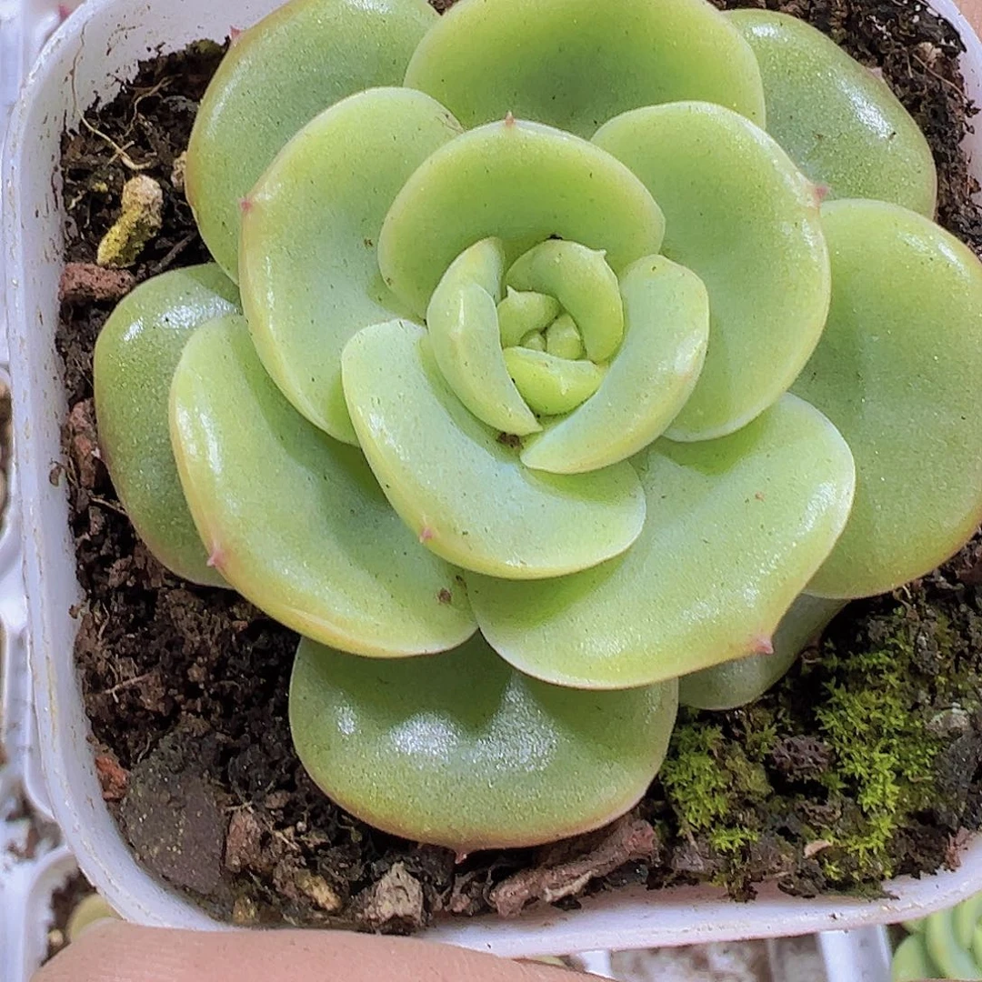 宝宝绿带盆带土19包邮