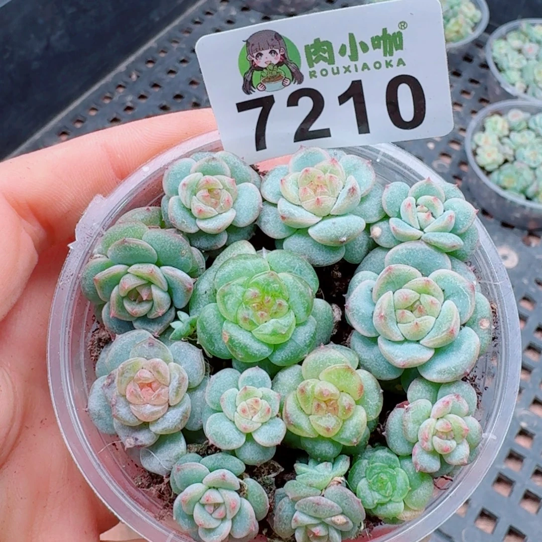 多肉植物多肉植物