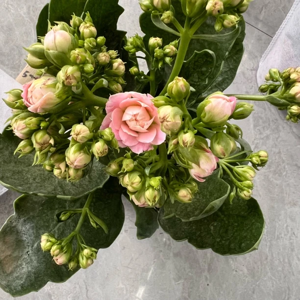 长寿花园~【玛丽蒂芙尼】稀有品