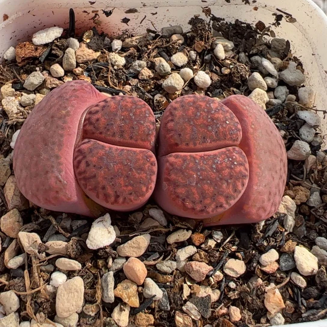 852多肉植物百科