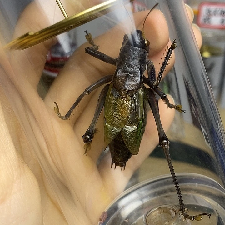 蟋蟀60-155单蝈蝈断须精武