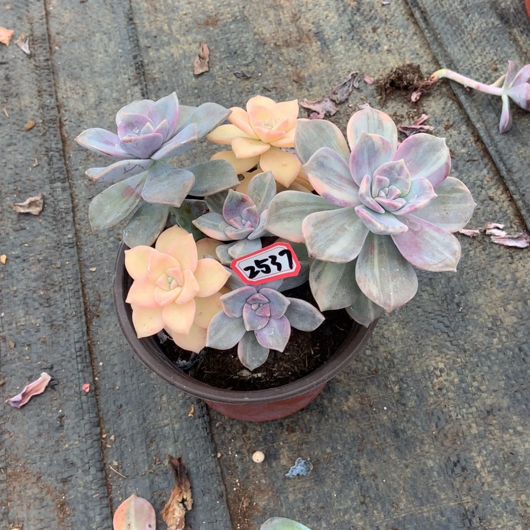 ℋ****紫乐锦2537晓晓一物一拍