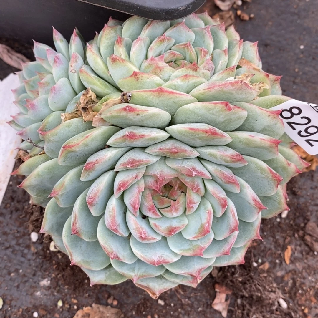 茉***沫生日福利九折~8292~12厘米