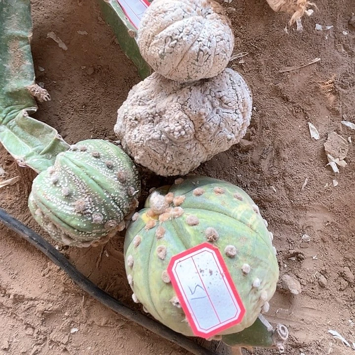 完全开放兜兜兜兜3