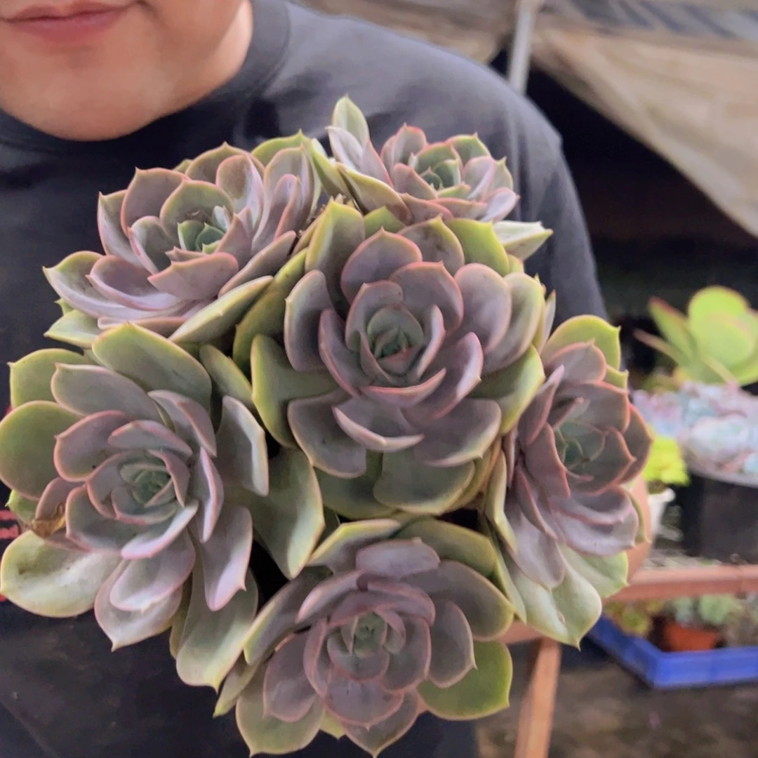 蓝色苍鹭五头起发