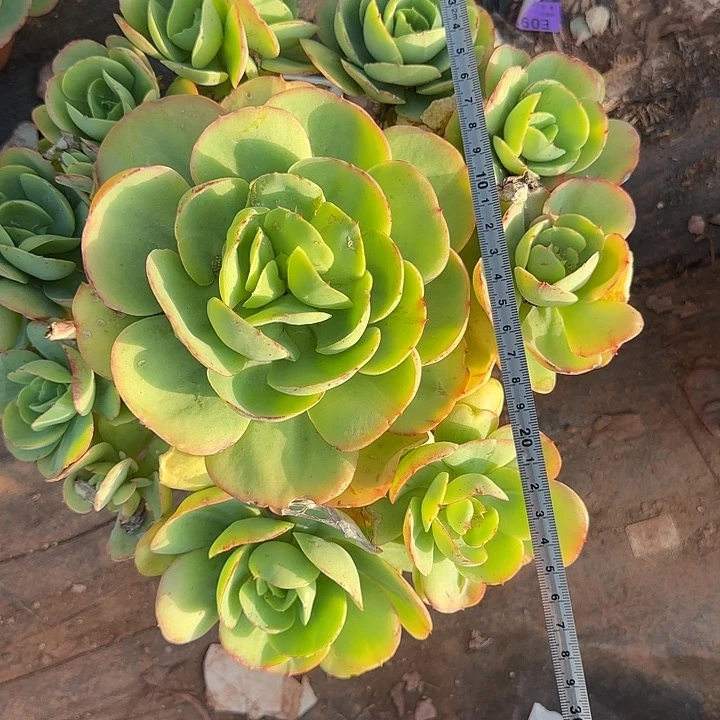 碧桃274 多肉植物一物一拍