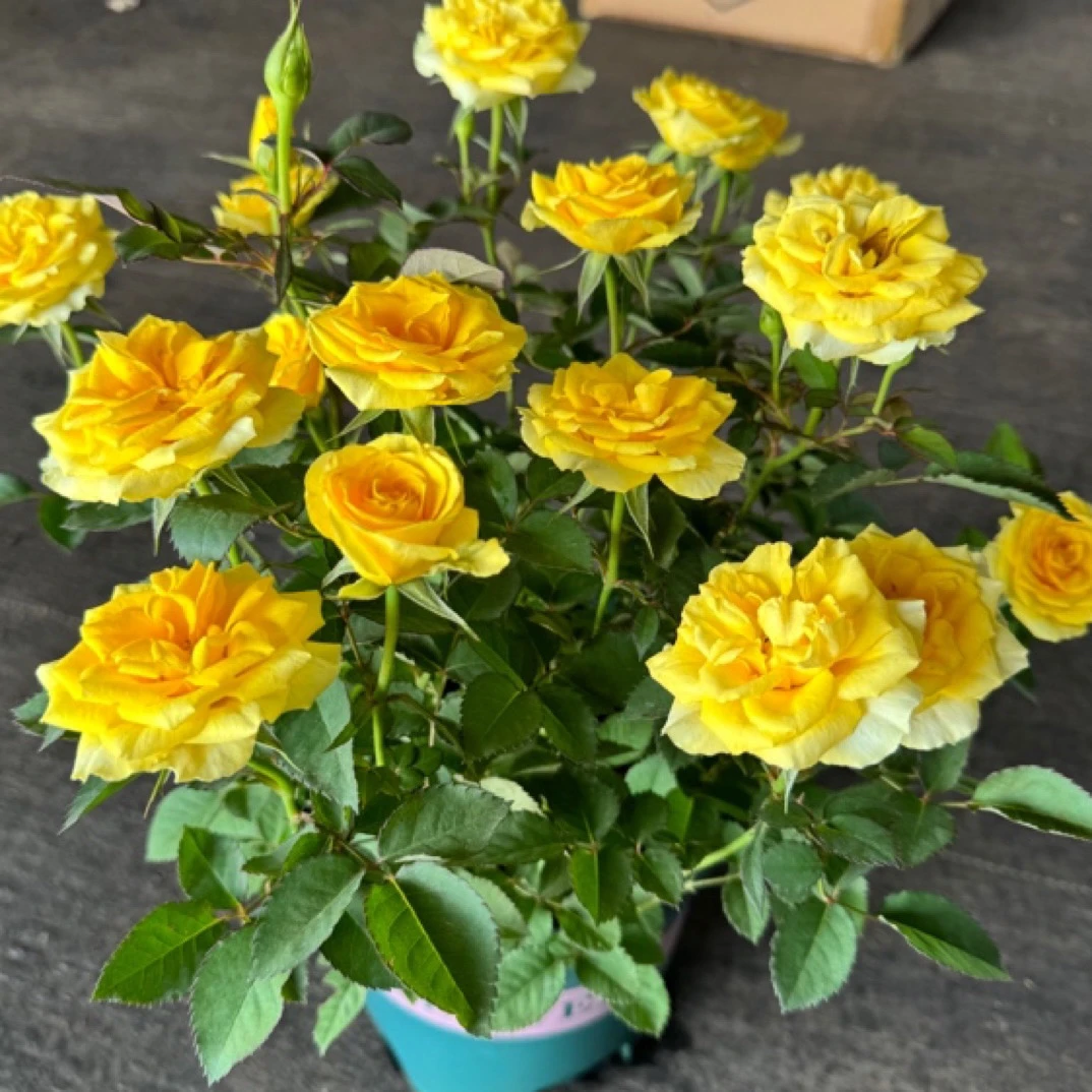 1【红丝绒】+【巴比伦】月季盆栽 四季开花  阳台庭院可种植