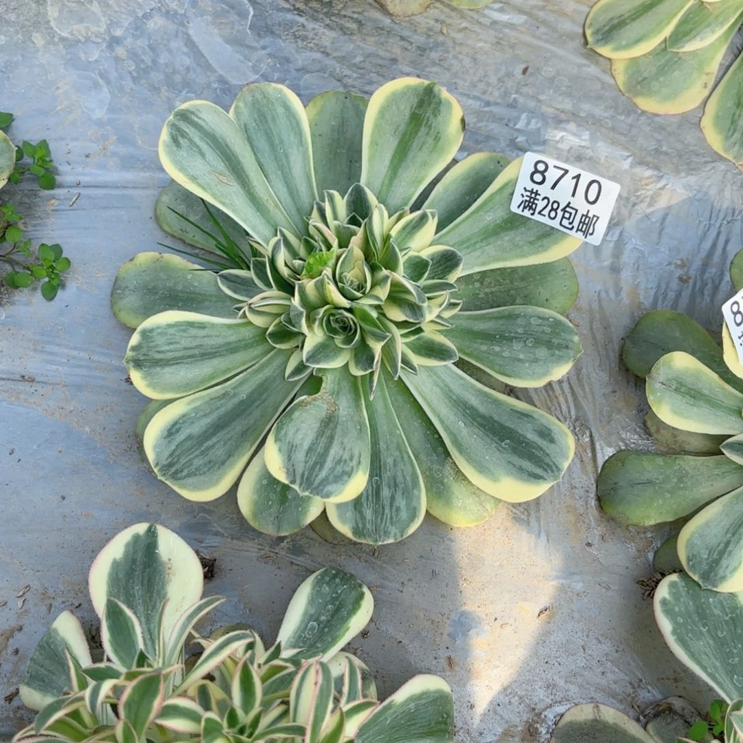 划****~G. 8710香绿盘白锦多肉