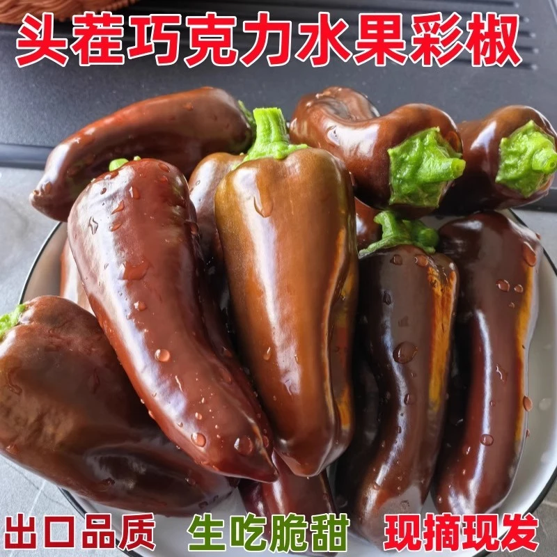 现摘巧克力迷你水果彩椒当季新鲜五彩辣椒生吃脆甜不辣黑紫色甜椒
