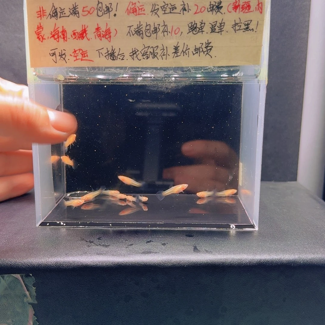 孔雀鱼天使彩虹12条苗子