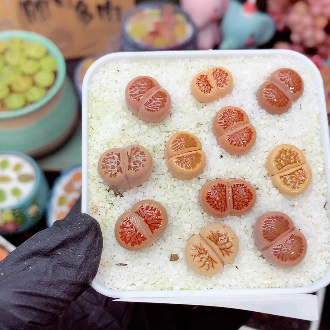 郎哥多肉生石花11-77