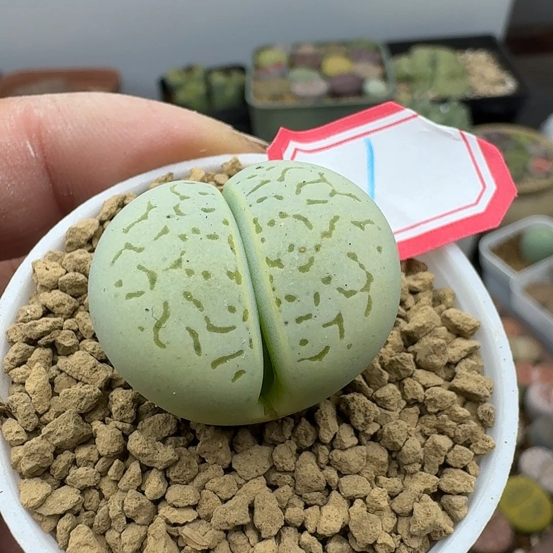1多肉哈哈哈哈哈哈哈