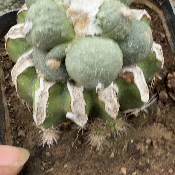 蛋叶牡丹仙人球开花嫁接0332