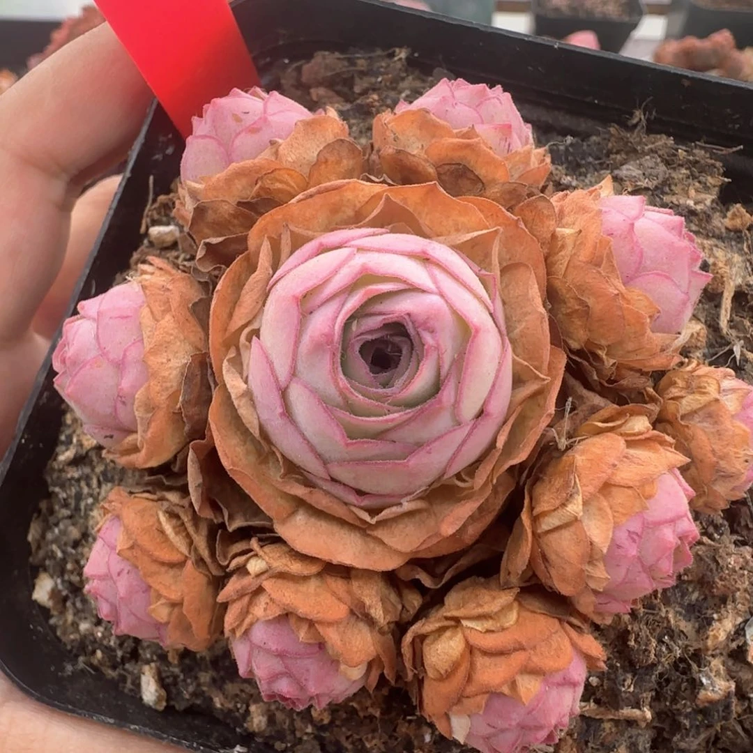 Y819半城玫瑰甜言