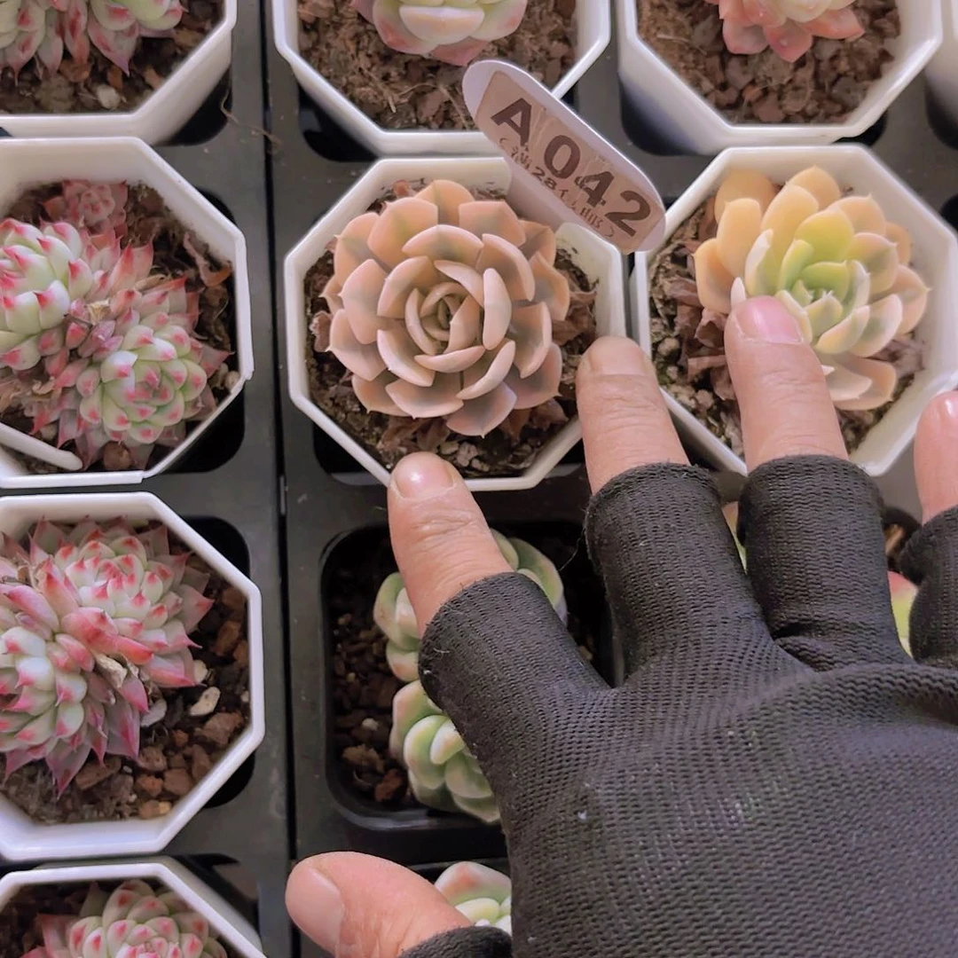 小*?A042鲁氏锦一物一拍