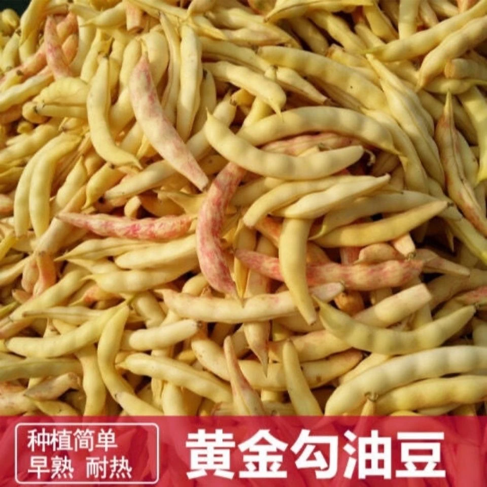 东北黄金勾豆角嘎嘎新鲜顺丰包邮