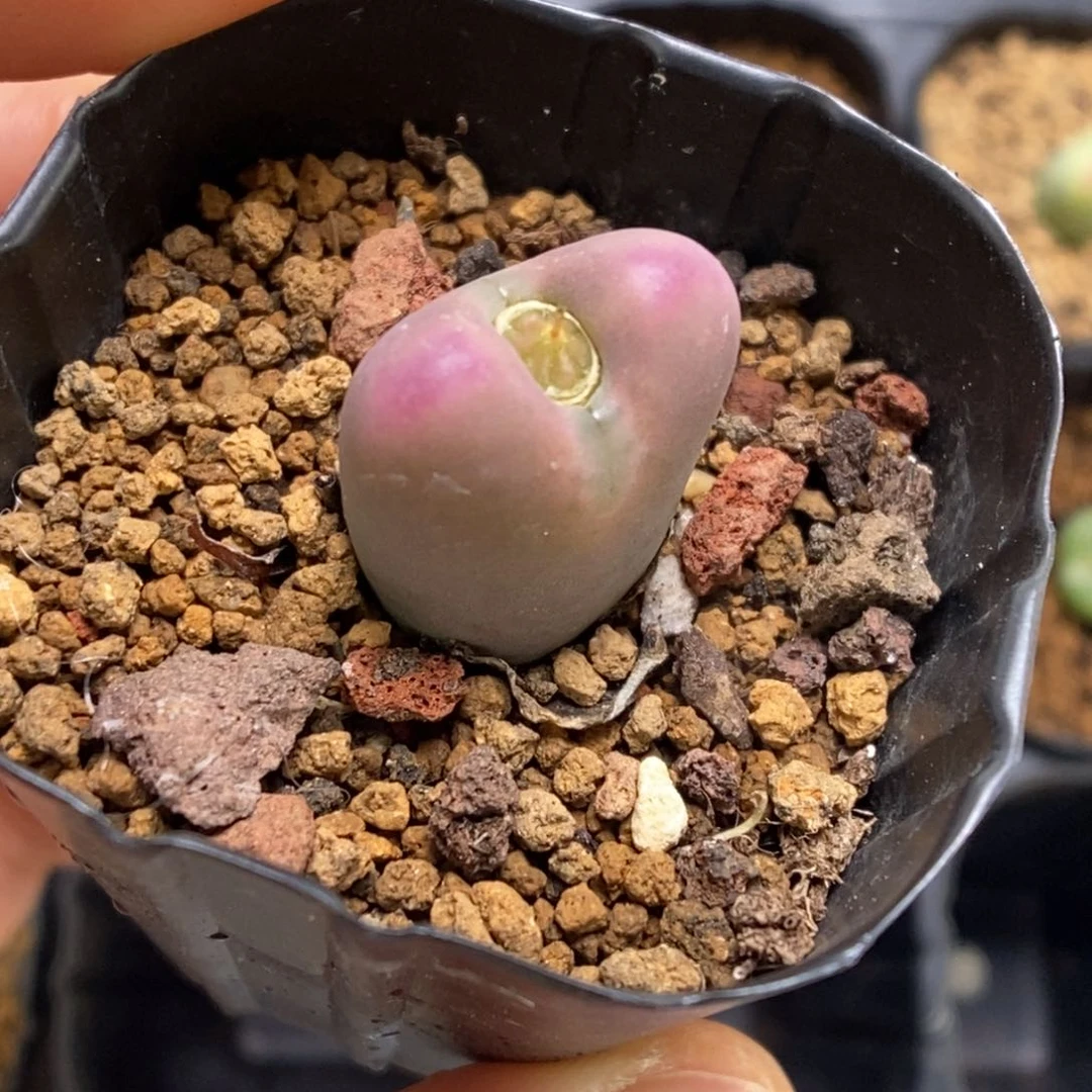 多肉植物肉锥杂交K-381