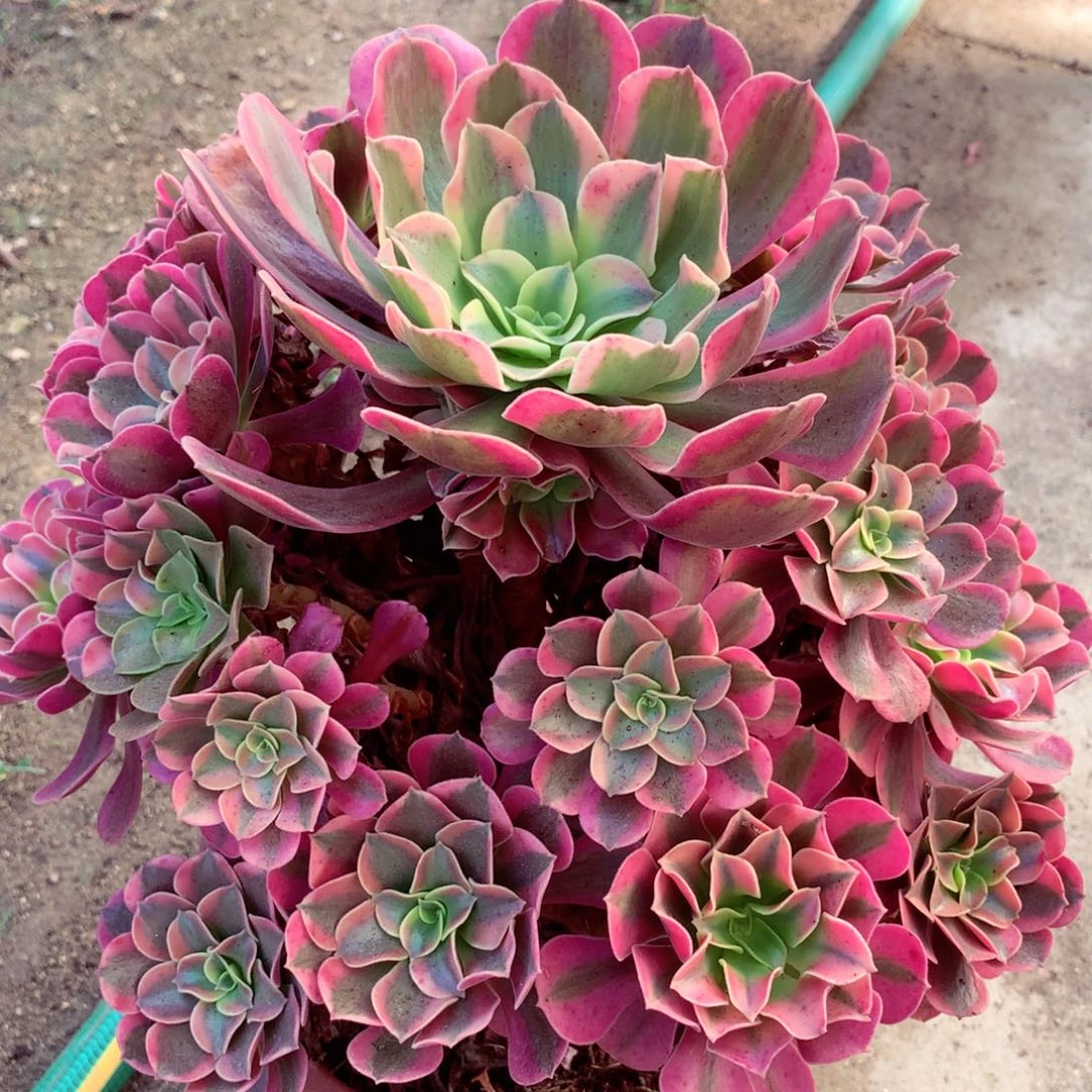 粉体美杜莎，多肉植物