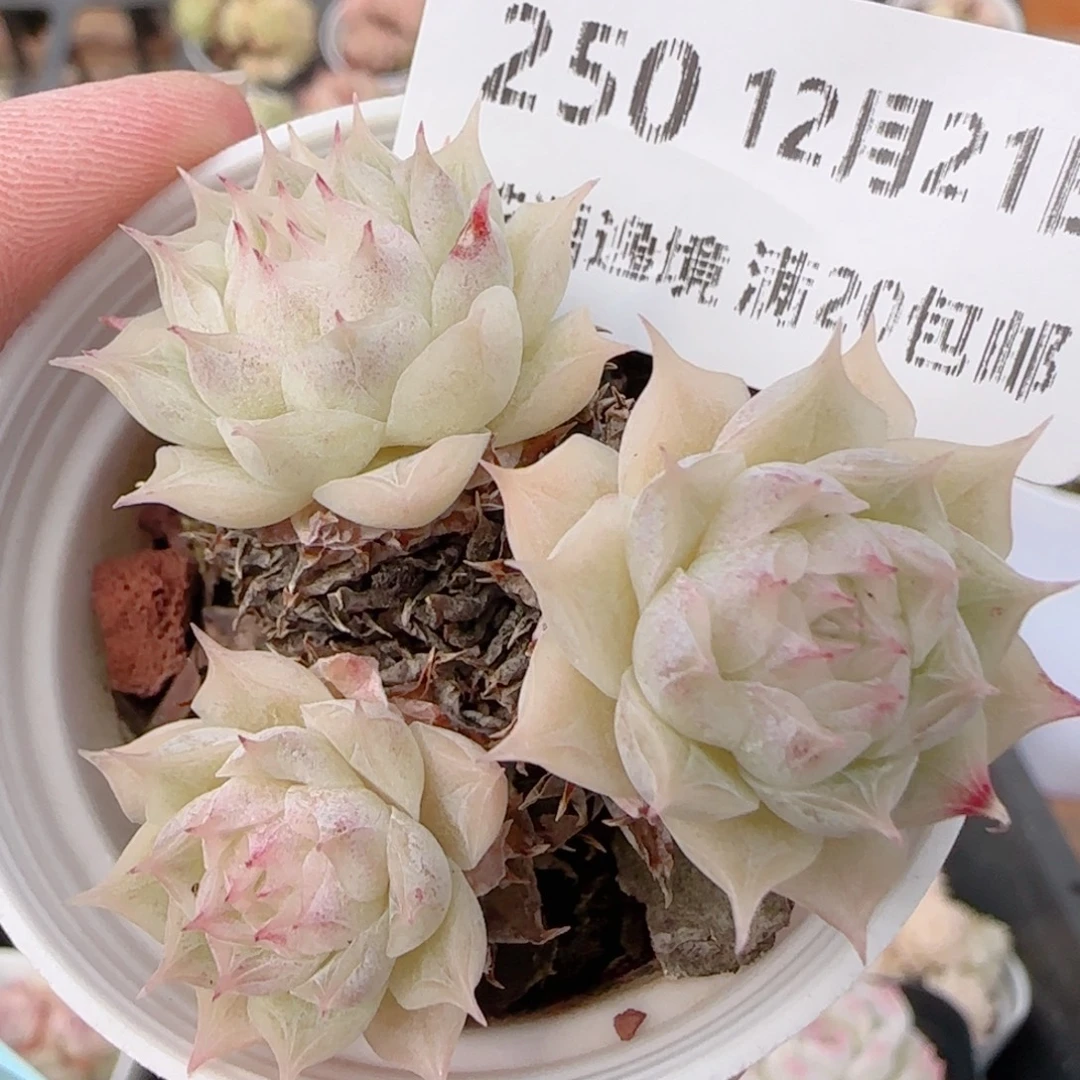 花语多肉1221-250福利散