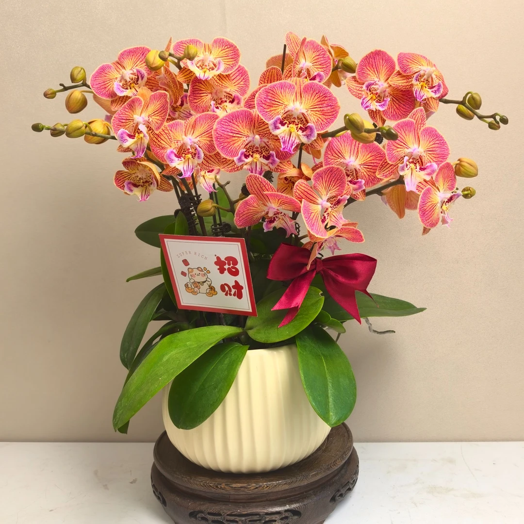 蝴蝶兰《金缕衣》精品带花带花苞耐寒基地直发