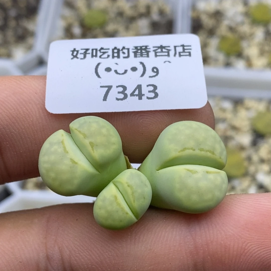7343。小群生。奶油受丽。。。