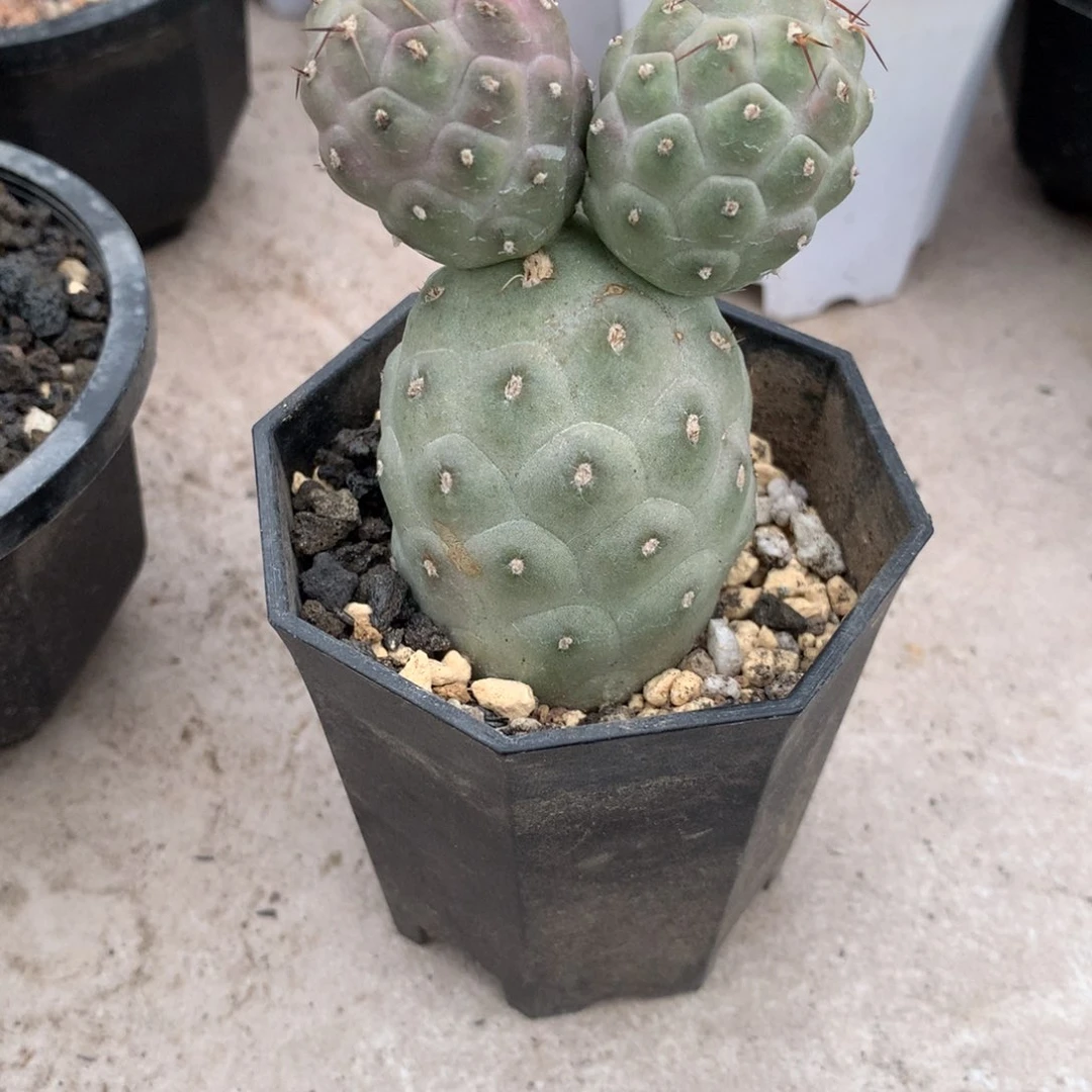 沧****6开播福利仙人球