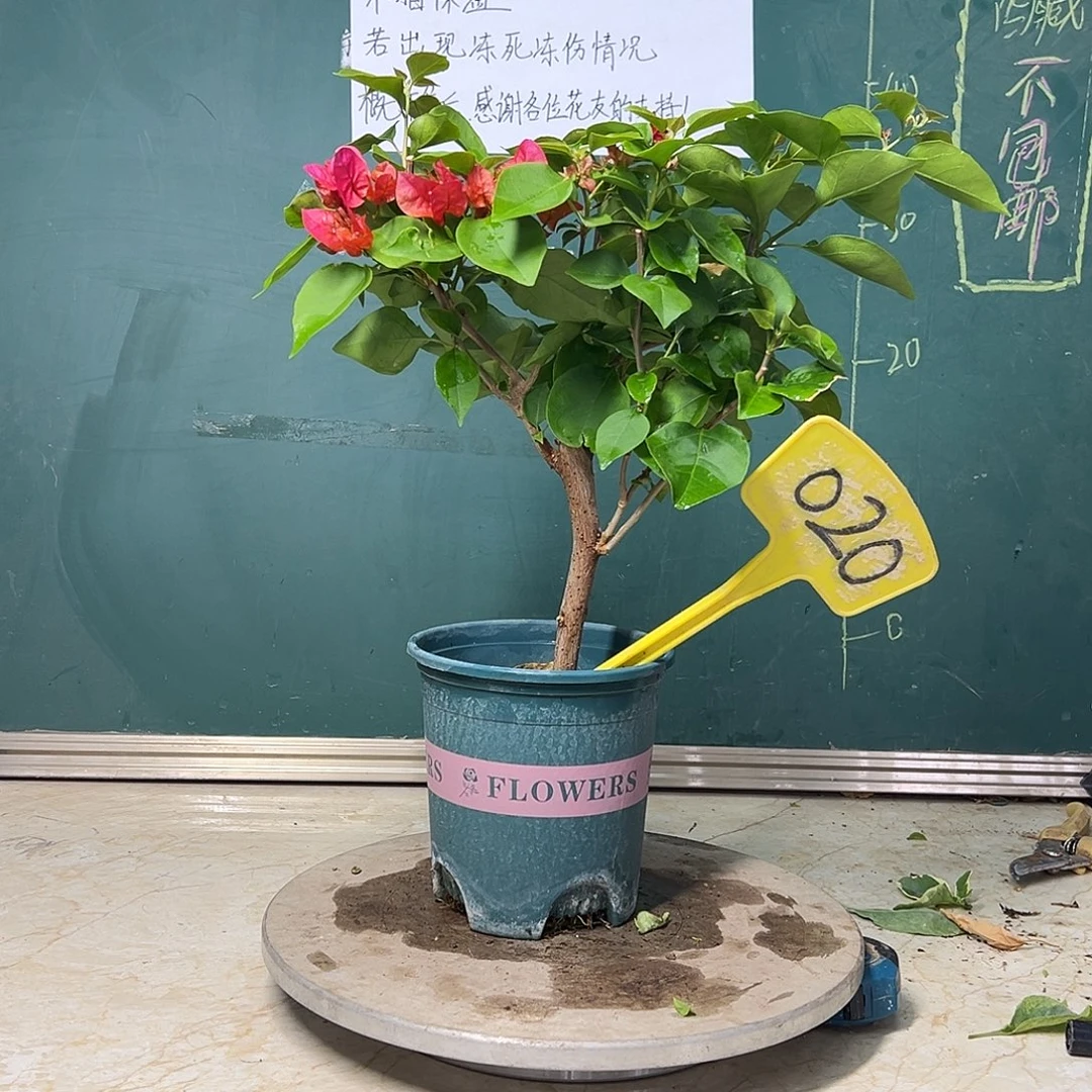 完全开放 福利  加州红  020