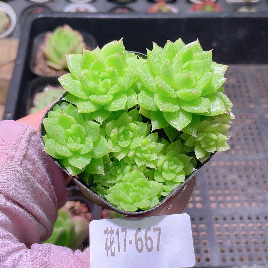 花利美17-667麦秆