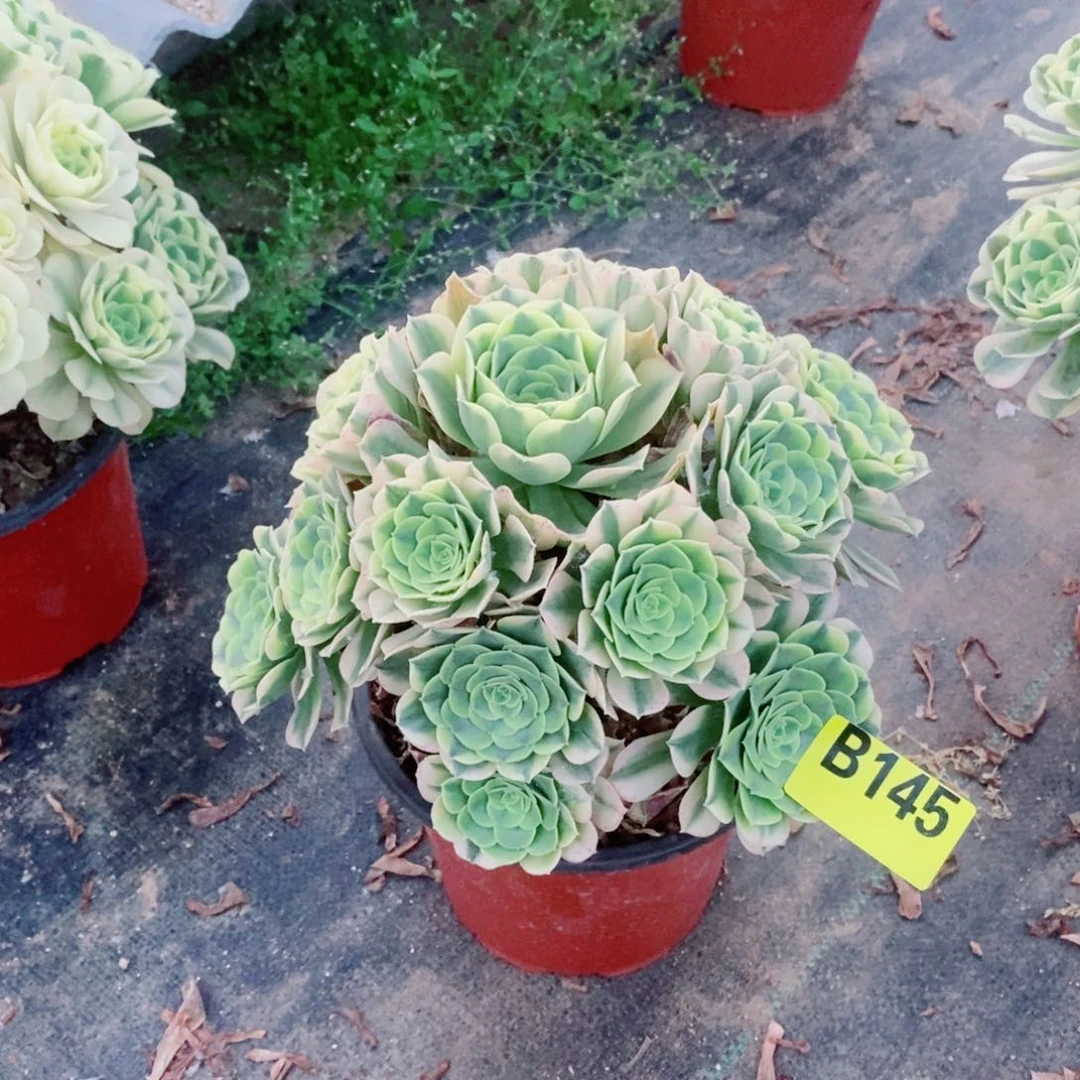 绿豆沙多肉法师145