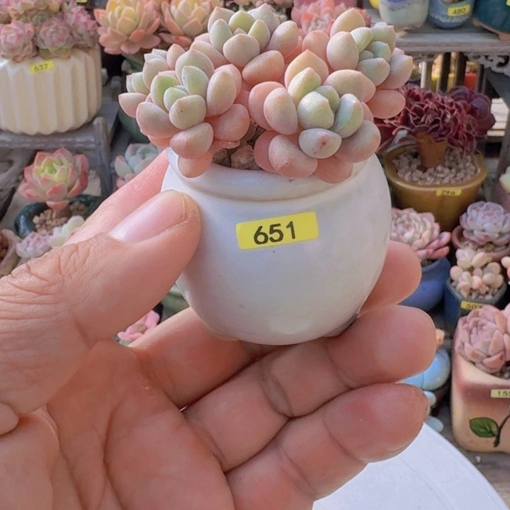 咖***啡一物一拍编号651