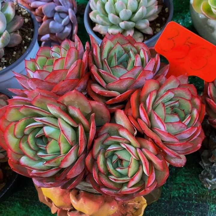 这一系列改革方案还要求