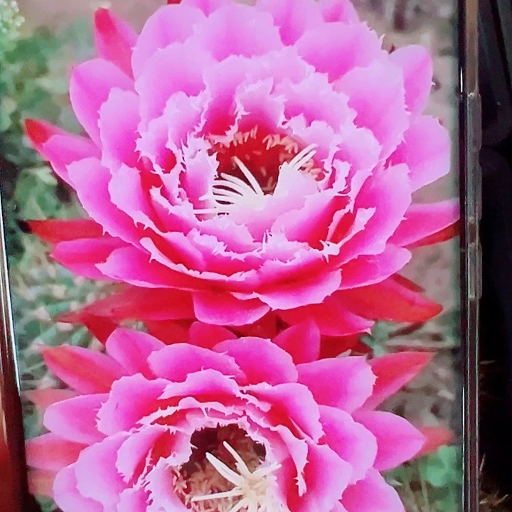 毛花柱冠军仙女侧芽拍一发二