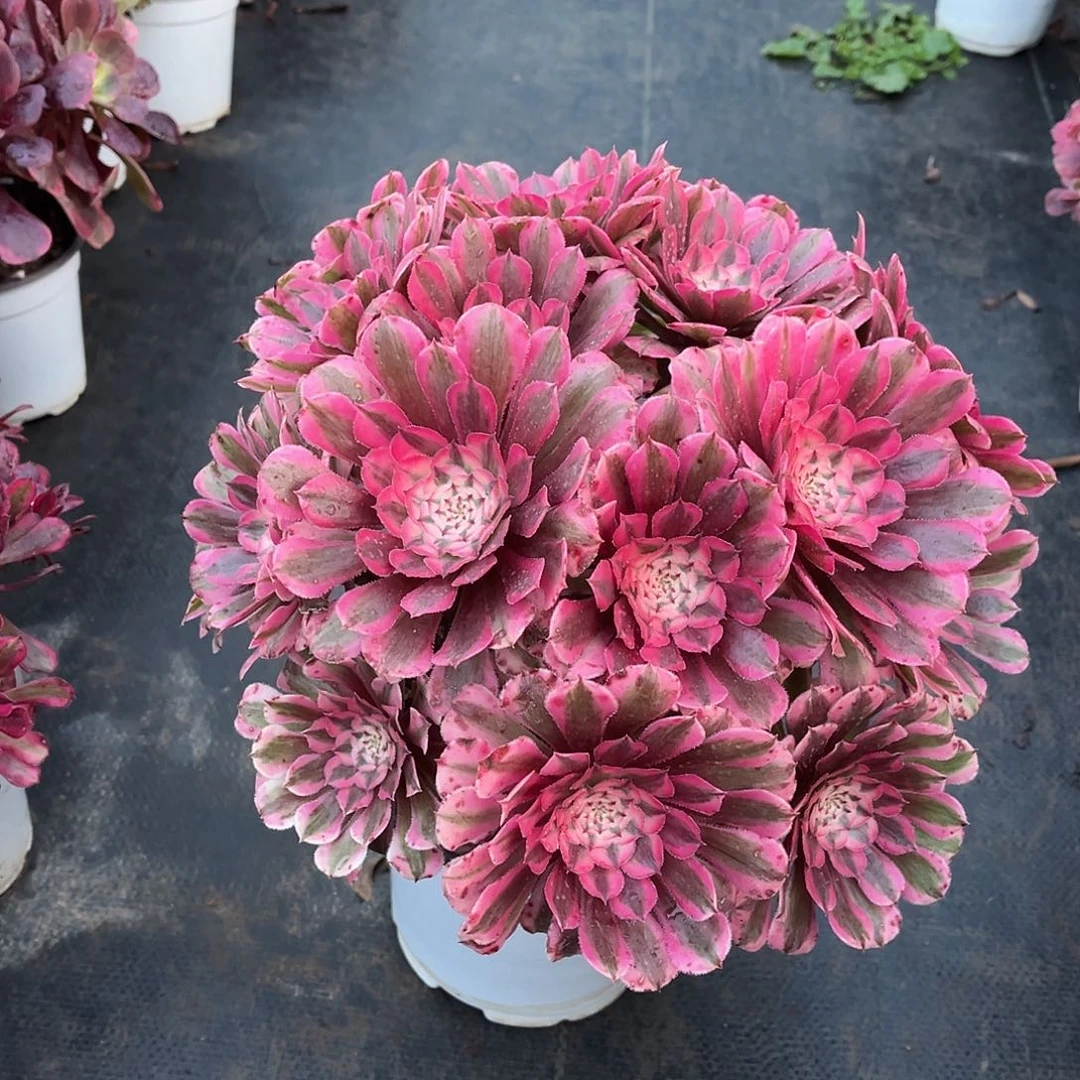 粉铜朵朵漂亮漂亮