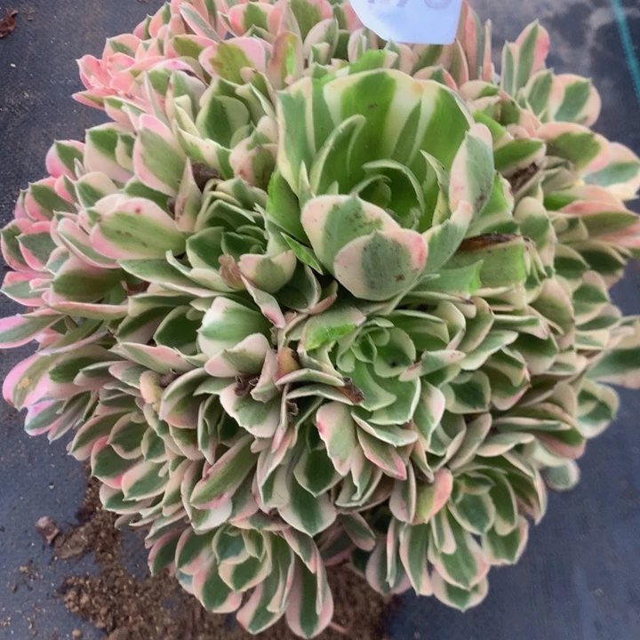 198妖月多多肉植物