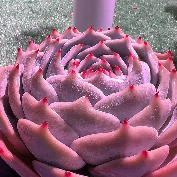 皮卡丘一个脱土多肉