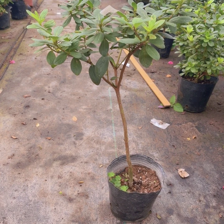 完全开放菲碧珠砂