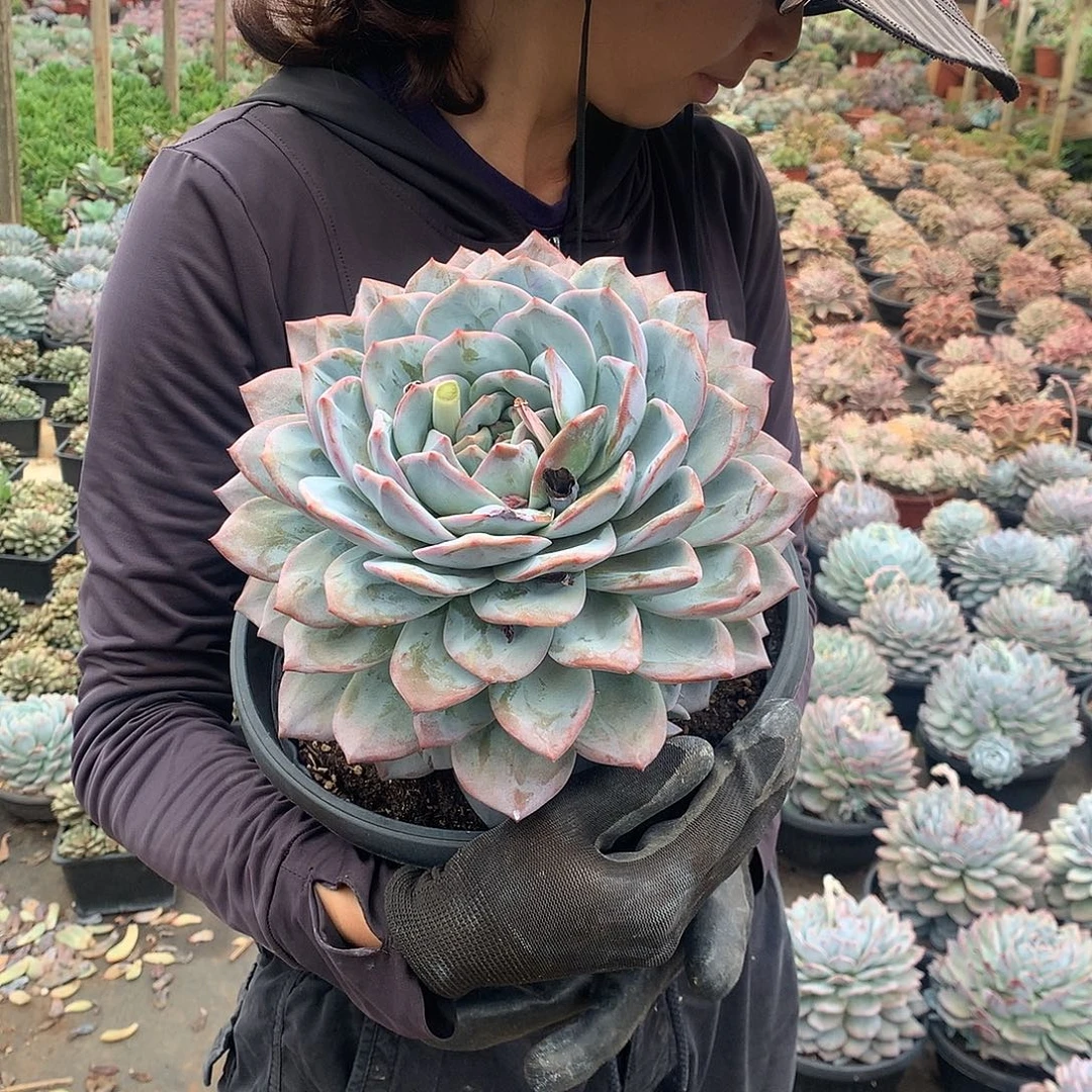 蓝橙39米 量拍多肉