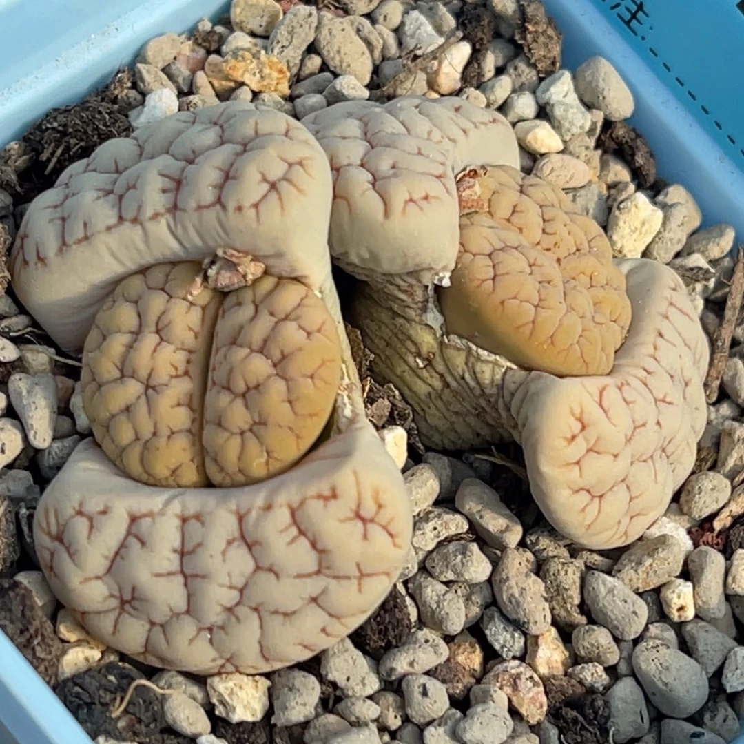 7243双头凹凸189一颗