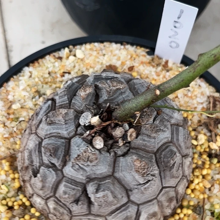 潮流植物优选黑皮足球龟，1020