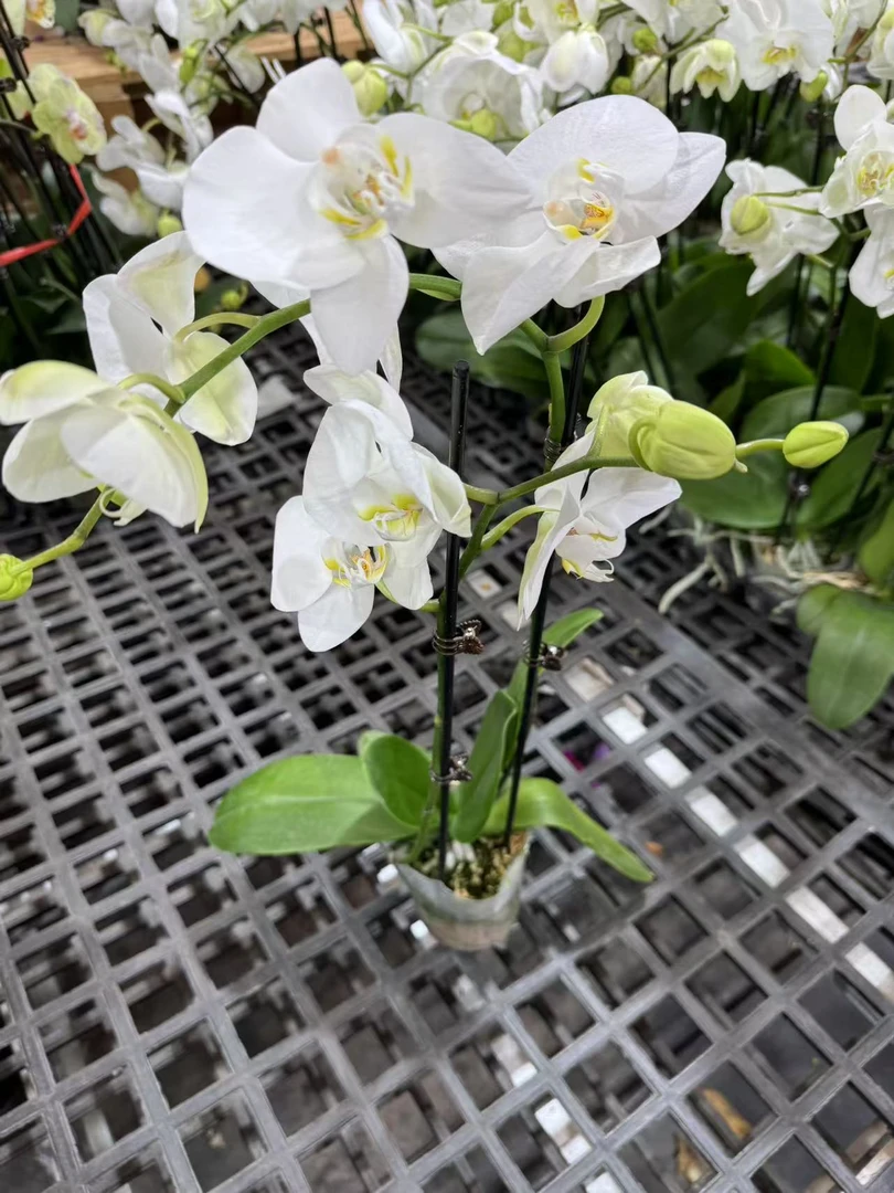 蝴蝶兰【艾莎公主】昆明源头基地直发无花苞