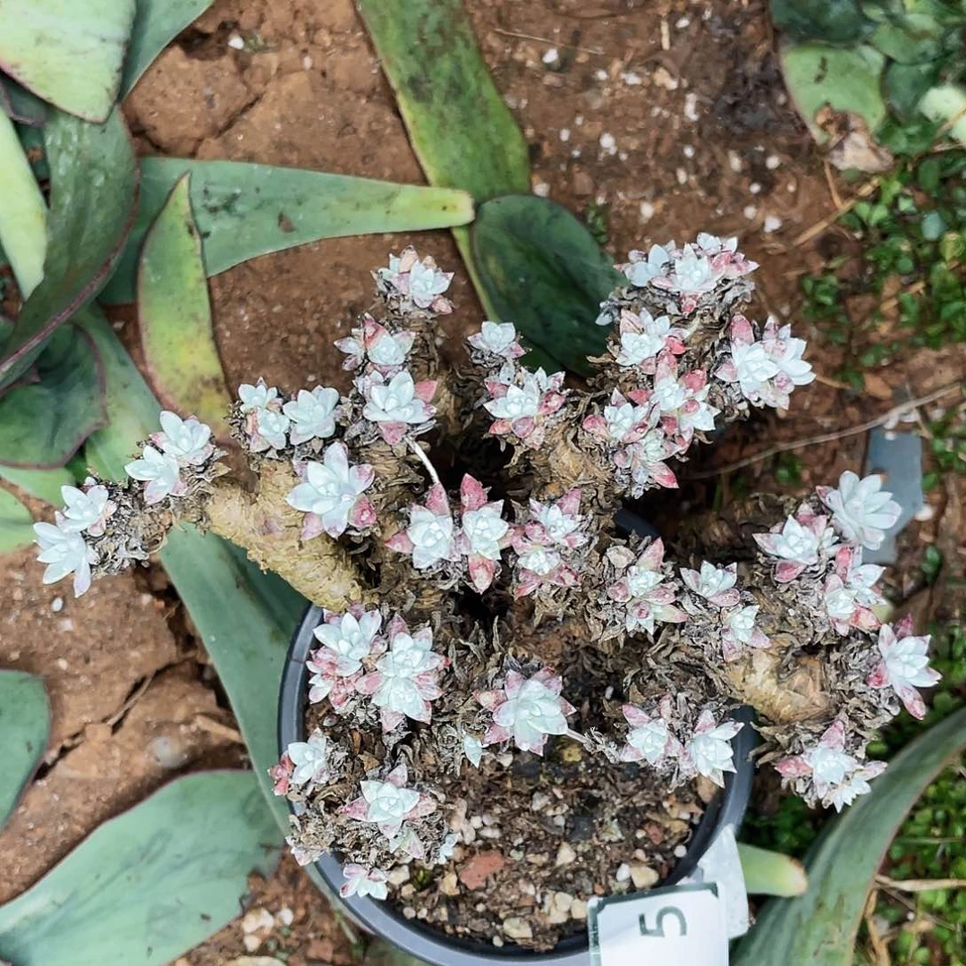 特价不售后各诺马2075