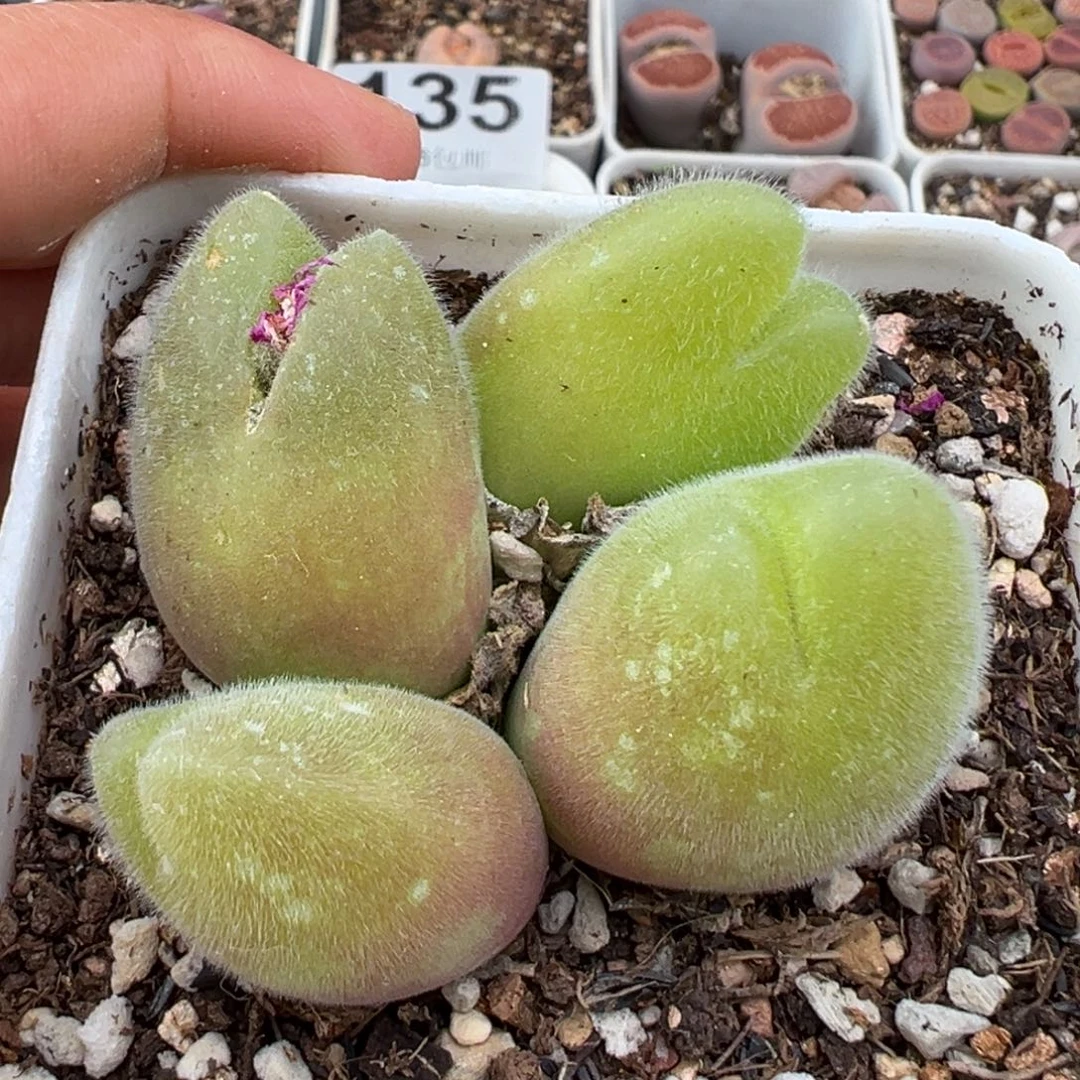 1.22好看的多肉160