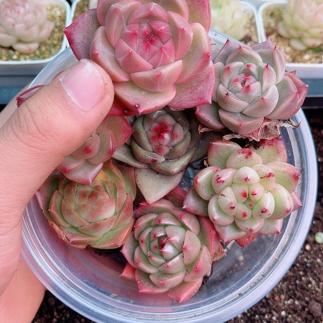 5****21-442 新疆西藏内蒙不发12.8包邮2-3