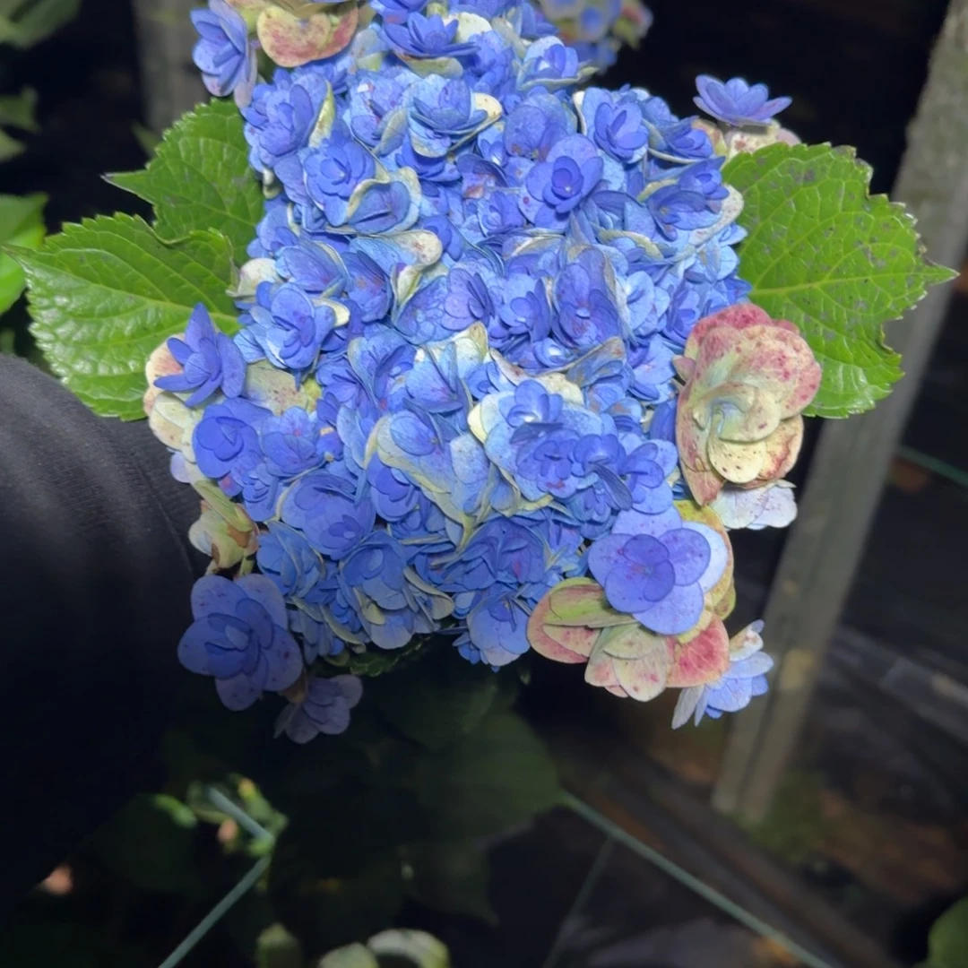 大部分花苞少量开放11