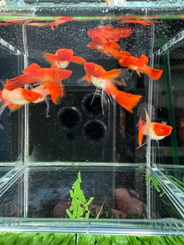 新品红头大C孔雀鱼3对