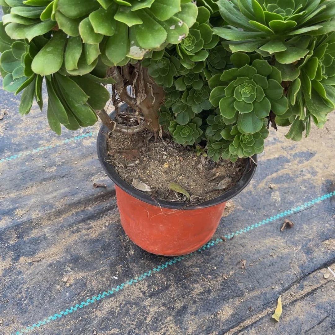 898多肉植物一物一拍