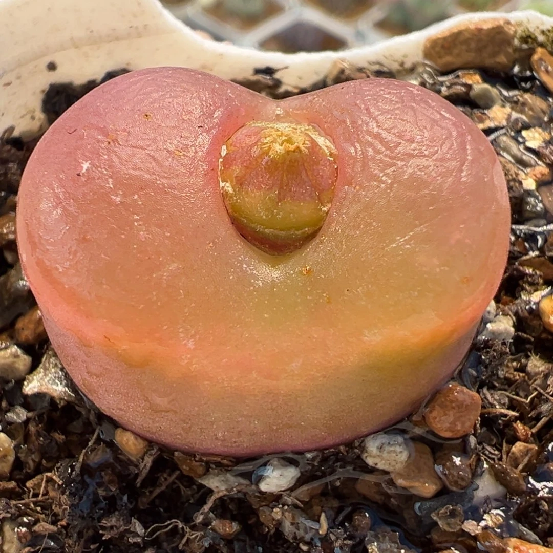 062多肉植物种类多样